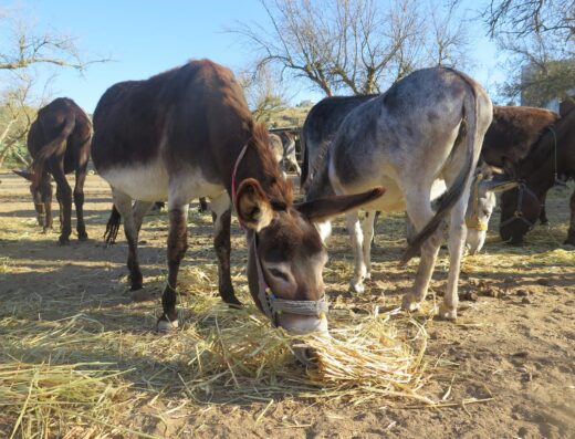 Agia Marina Donkey Rescue, rescued donkeys near Matala, Crete