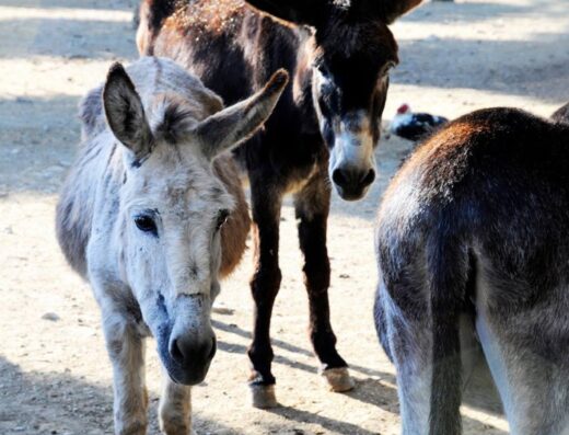 Agia Marina Donkey Rescue, rescued donkeys near Matala, Crete