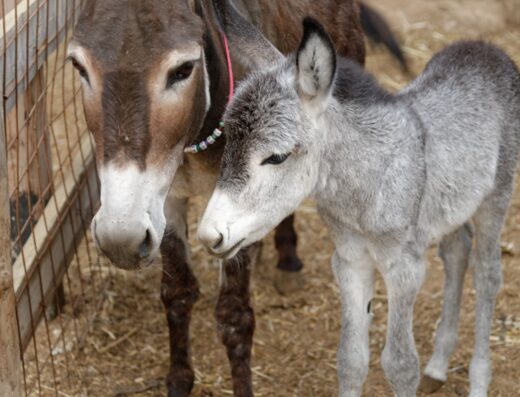 Agia Marina Donkey Rescue, rescued donkeys near Matala, Crete