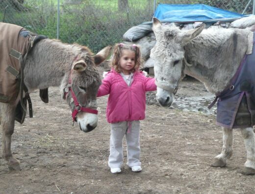 Corfu Donkey Rescue, rescued donkeys in Doukades, Corfu