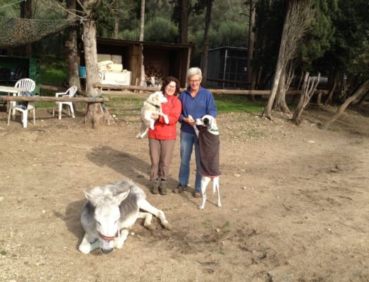 Corfu Donkey Rescue, rescued donkeys in Doukades, Corfu