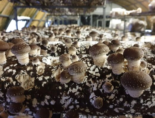 Private Mushroom Cultivation Seminar with Lunch at the Dirfys Mushroom Park, Evia (1 to 4 people)