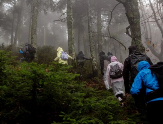 Private Wild Mushroom Foraging Walk on Mount Dirfys with Lunch, Evia (2 to 6 people)