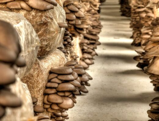 Private Mushroom Cultivation Seminar with Lunch at the Dirfys Mushroom Park, Evia (1 to 4 people)