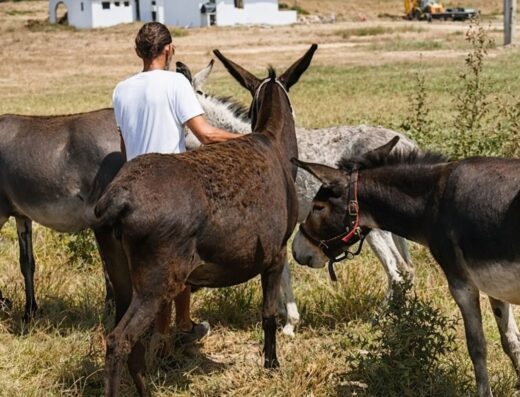 Donkey Club Skiathos, rescued donkeys near Aselinos Beach