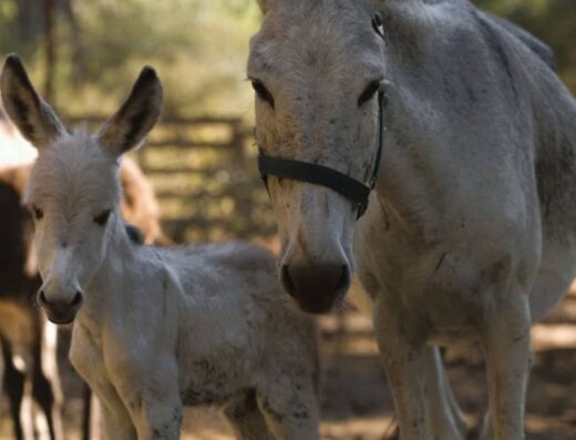Donkey Club Skiathos, rescued donkeys near Aselinos Beach