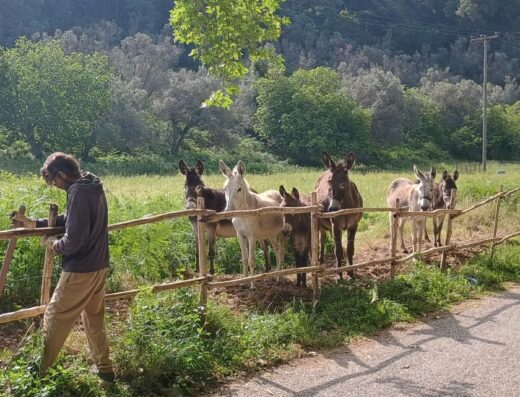 Donkey Club Skiathos, rescued donkeys near Aselinos Beach