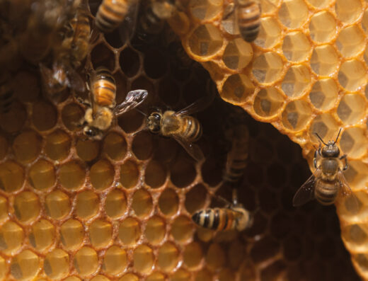 Honey bees on the comb (MoKa Honey)