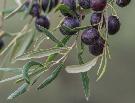 Olive Stories Tour: The Sacred Olive Grove of Delphi and Olive Oil Tasting at MoKa, Itea