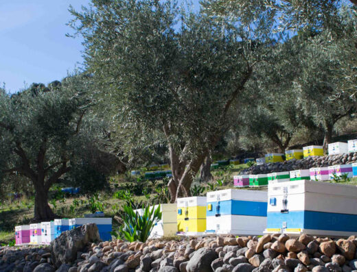 Private Olive Stories Tour: The Sacred Olive Grove of Delphi for Your Group at MoKa, Itea