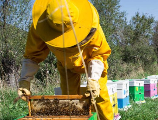 Honey Stories Tour: Beekeeping Experience and Honey Tasting at MoKa Honey, Itea near Delphi
