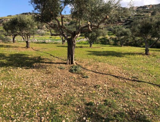 Ελαιώνας στη φάρμα Perivoli, Μέλανες Νάξου