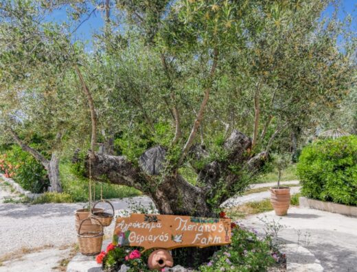 Therianos Family Farm, Kallithea, Zakynthos